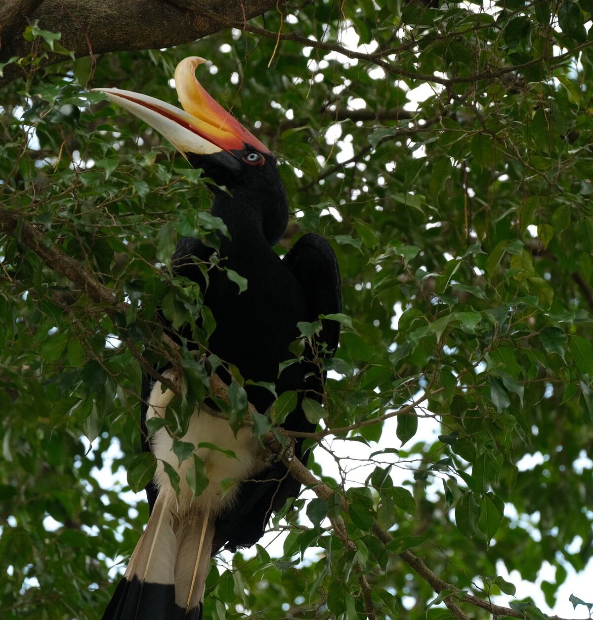 Rhinoceros Hornbill
