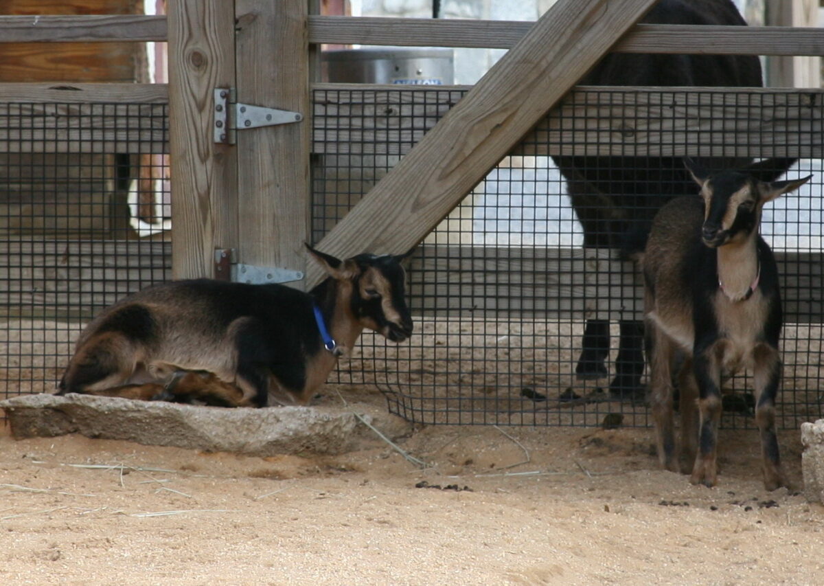 San Clemente Island Goat