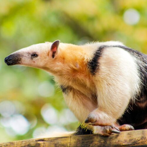 tamandua