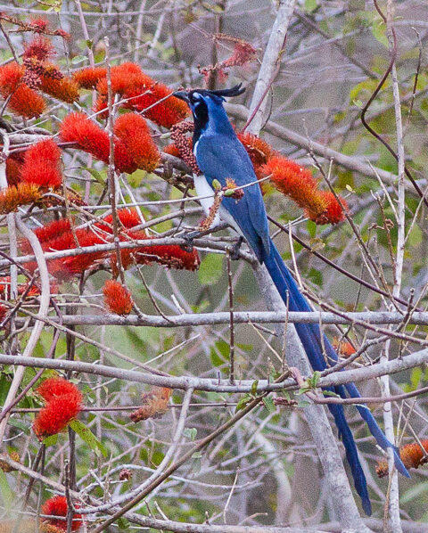 Black-throated Magpie Jay