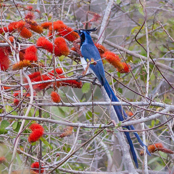 Black-throated Magpie Jay