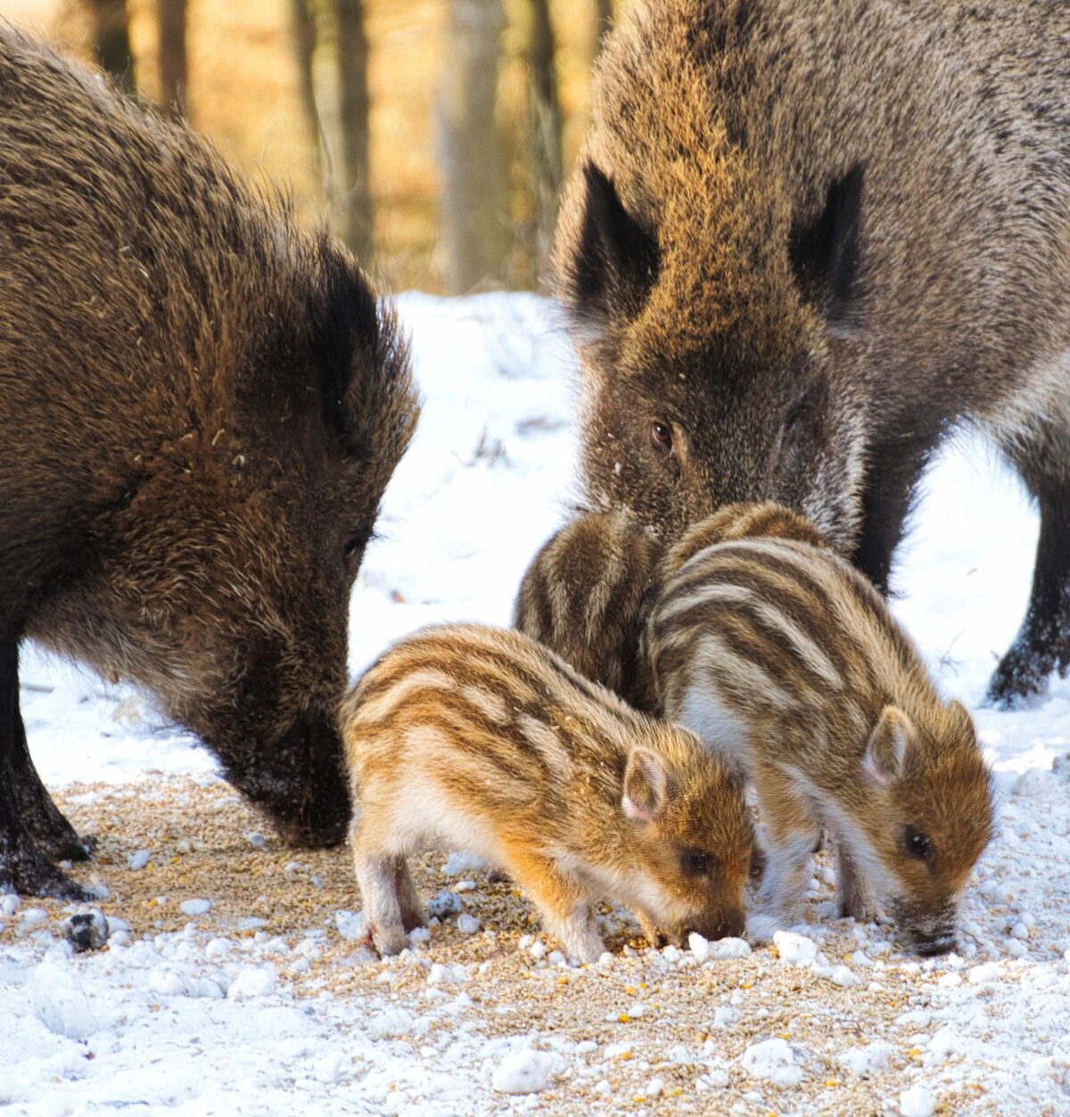 Wild Boar