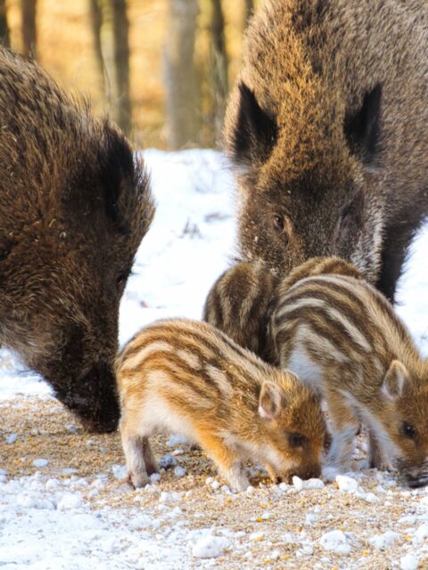 Wild Boar