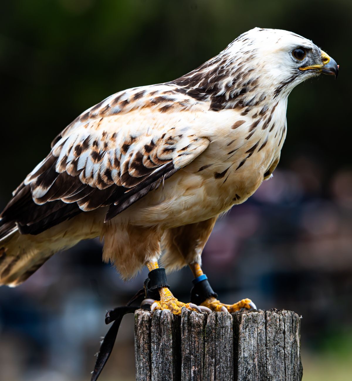 Ferruginous Hawk