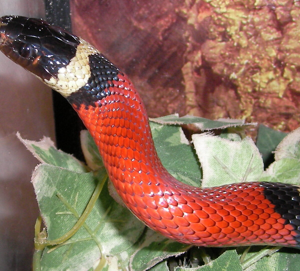 Sinaloan Milk Snake