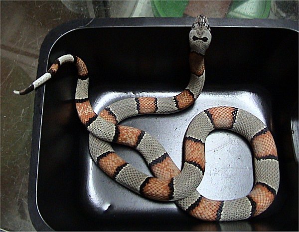 Gray-Banded King Snake
