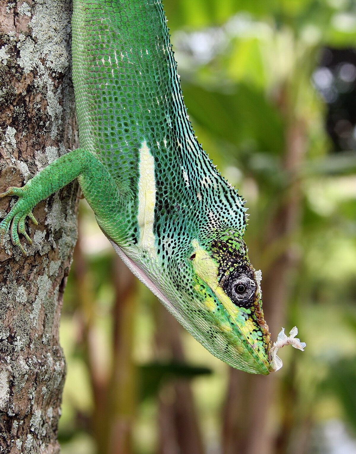 Cuban Knight Anole