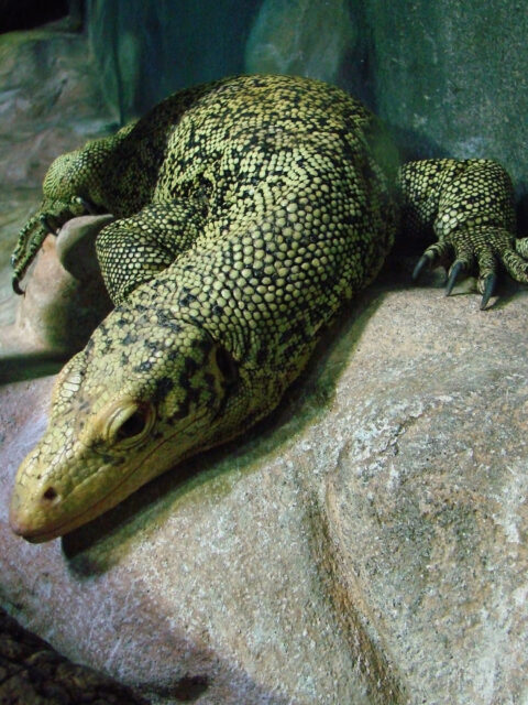 Quince Monitor Lizard