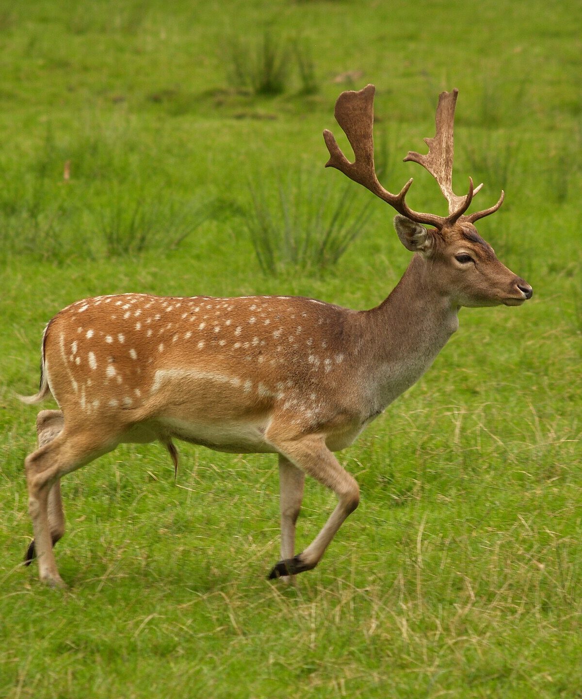 Fallow Deer