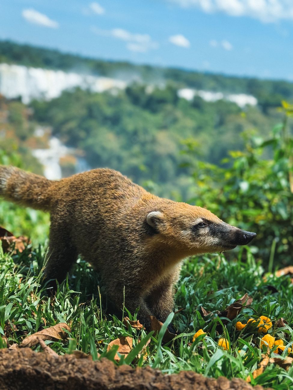 South American Coati