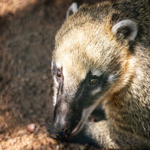 Coati