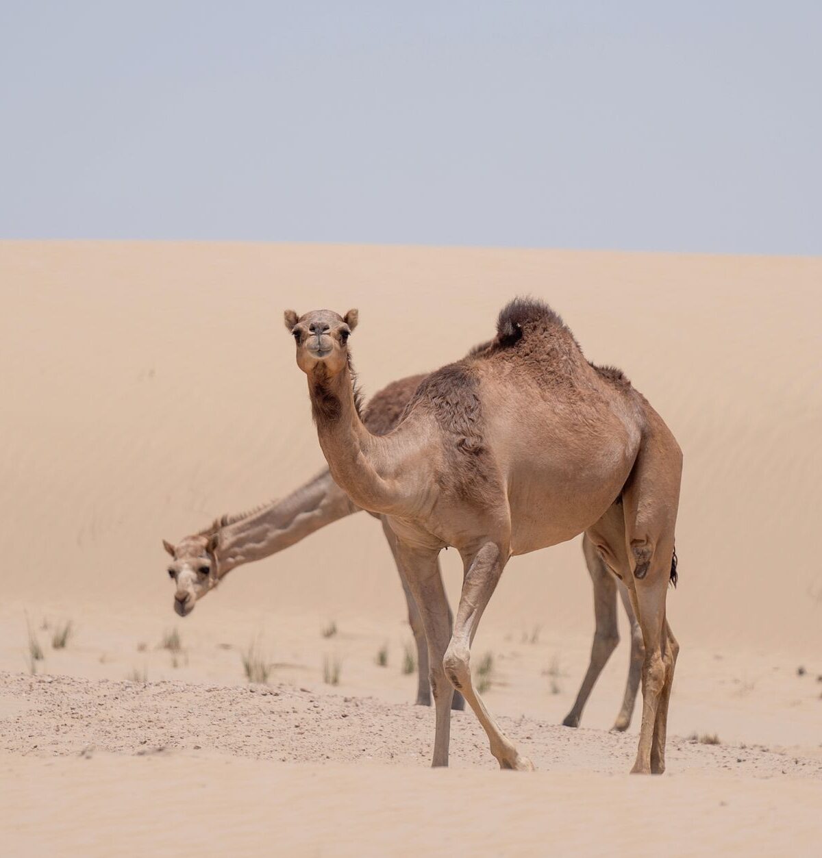 Dromedary