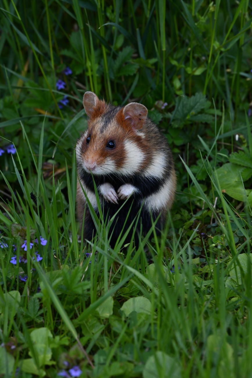 European Hamster