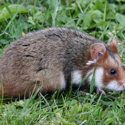 Hamster