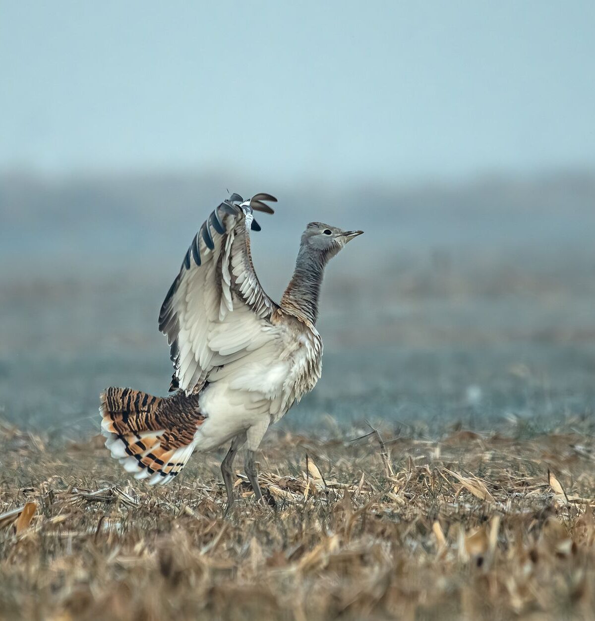 Great Bustard