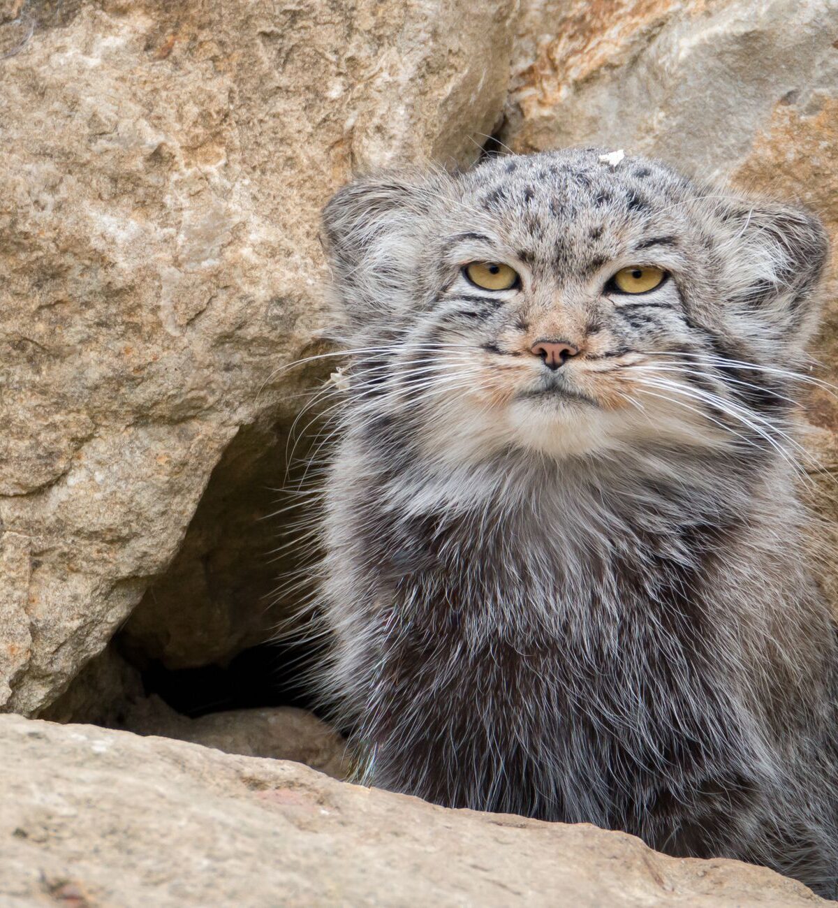 Manul