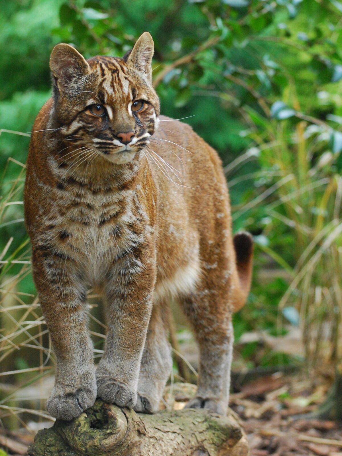 Asian Golden Cat