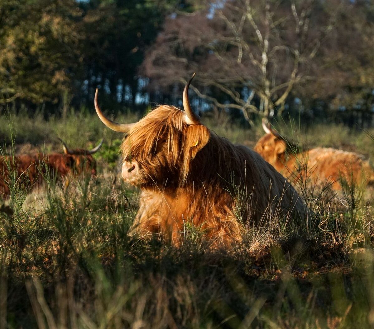 Highland Cattle