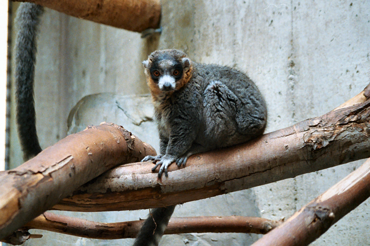 Mongoose Lemur
