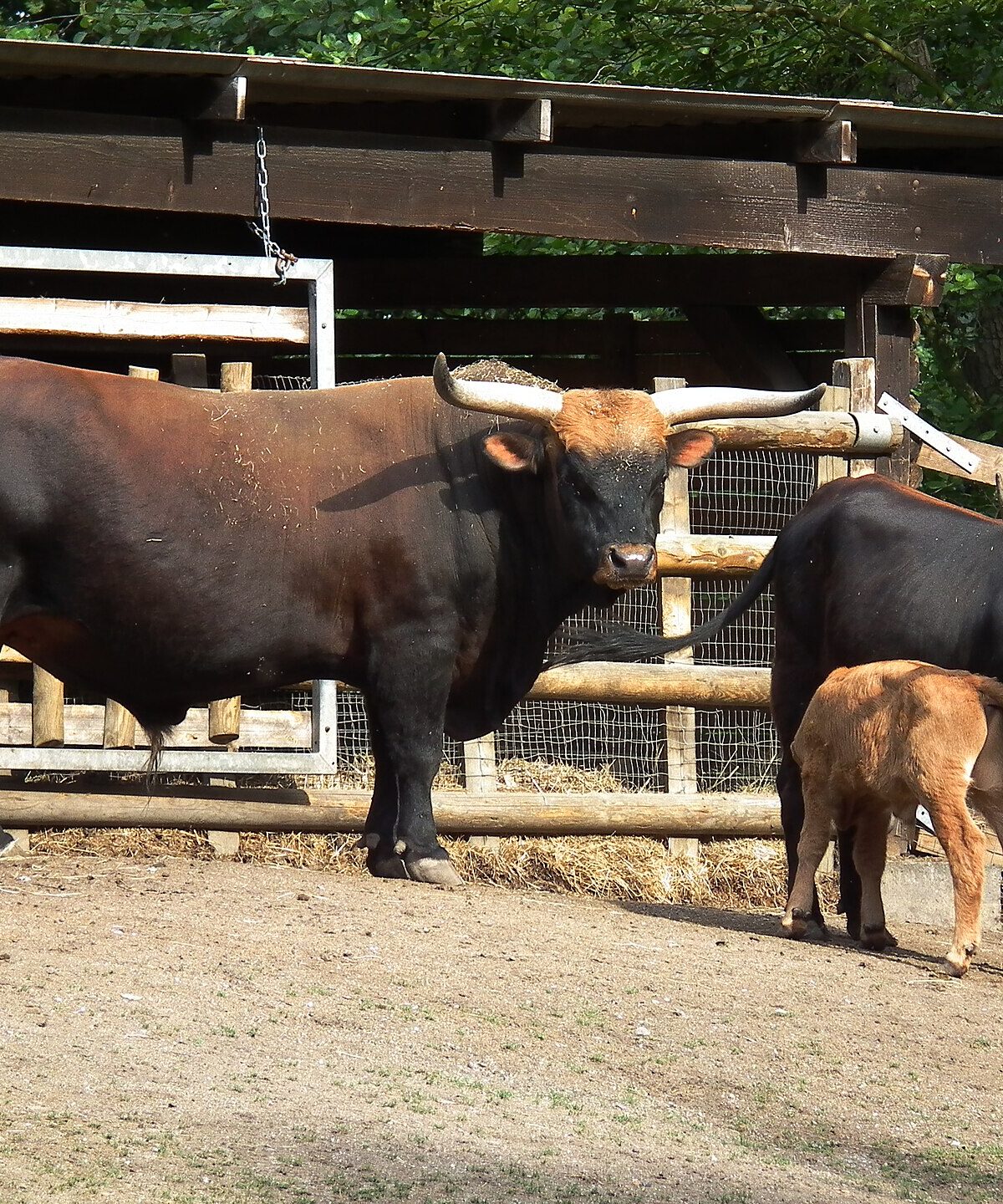 Heck Cattle
