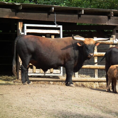Cattle