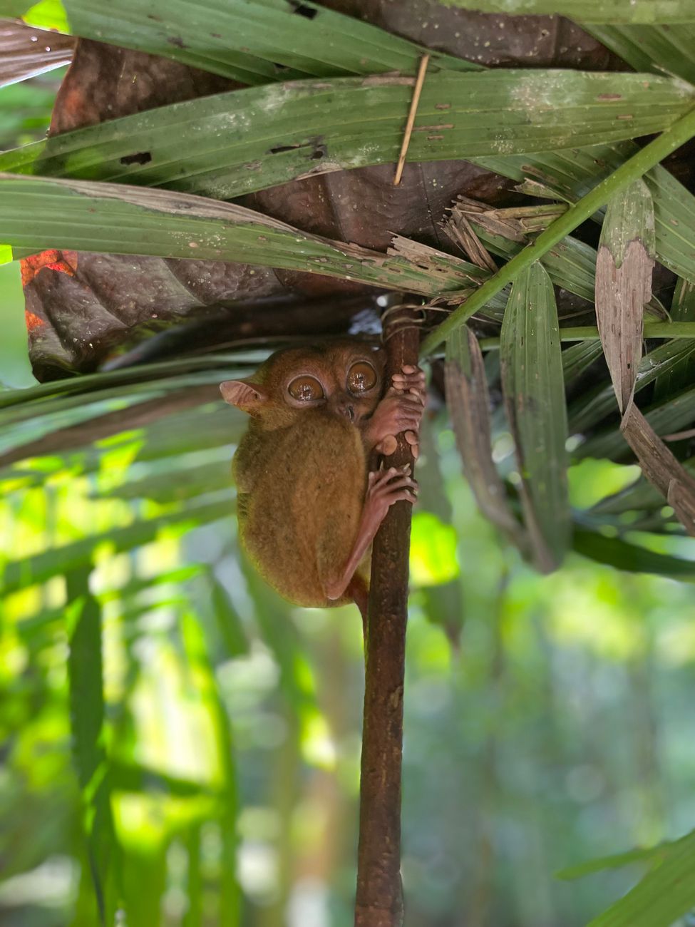 Tarsier
