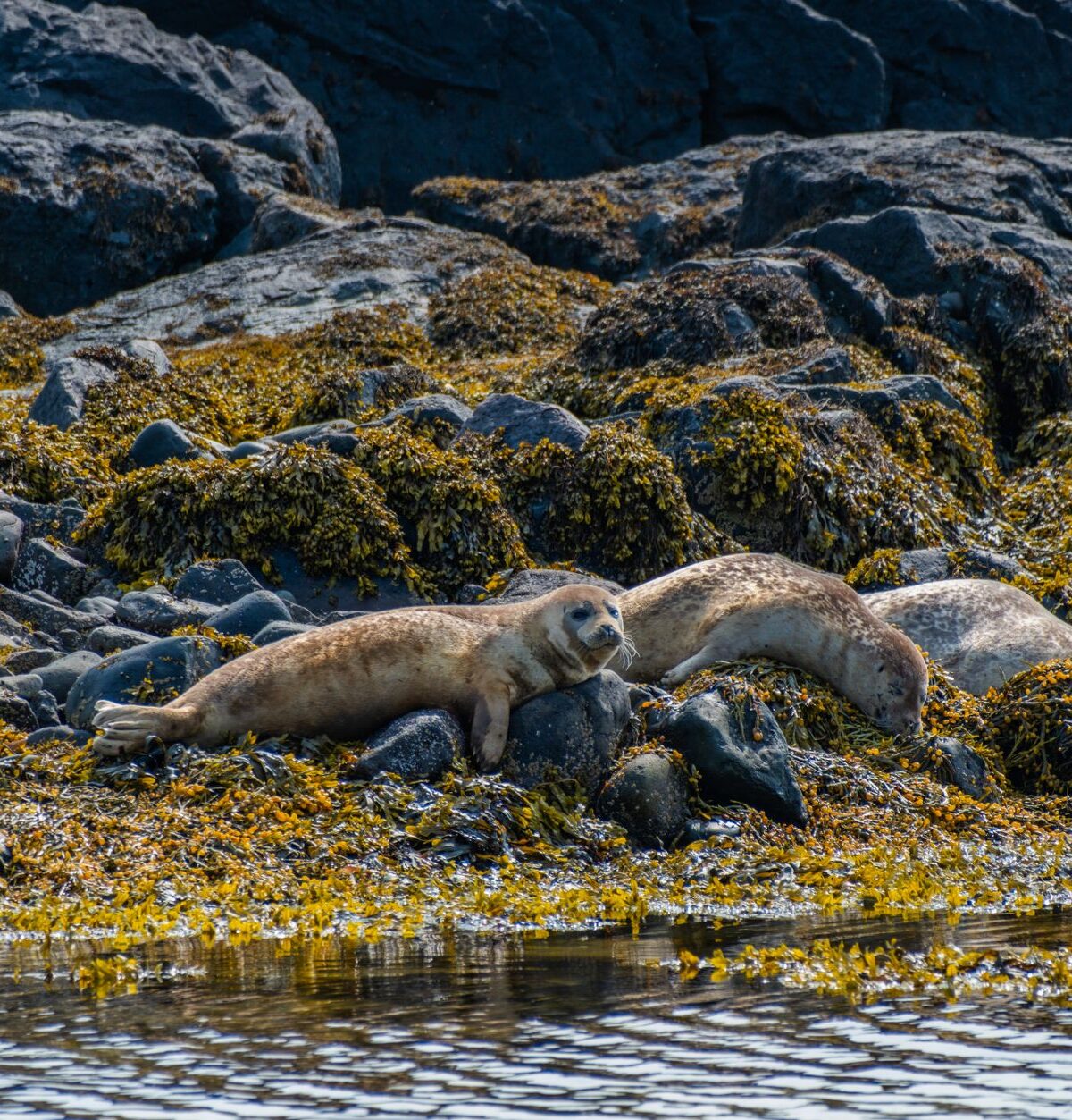 Seal