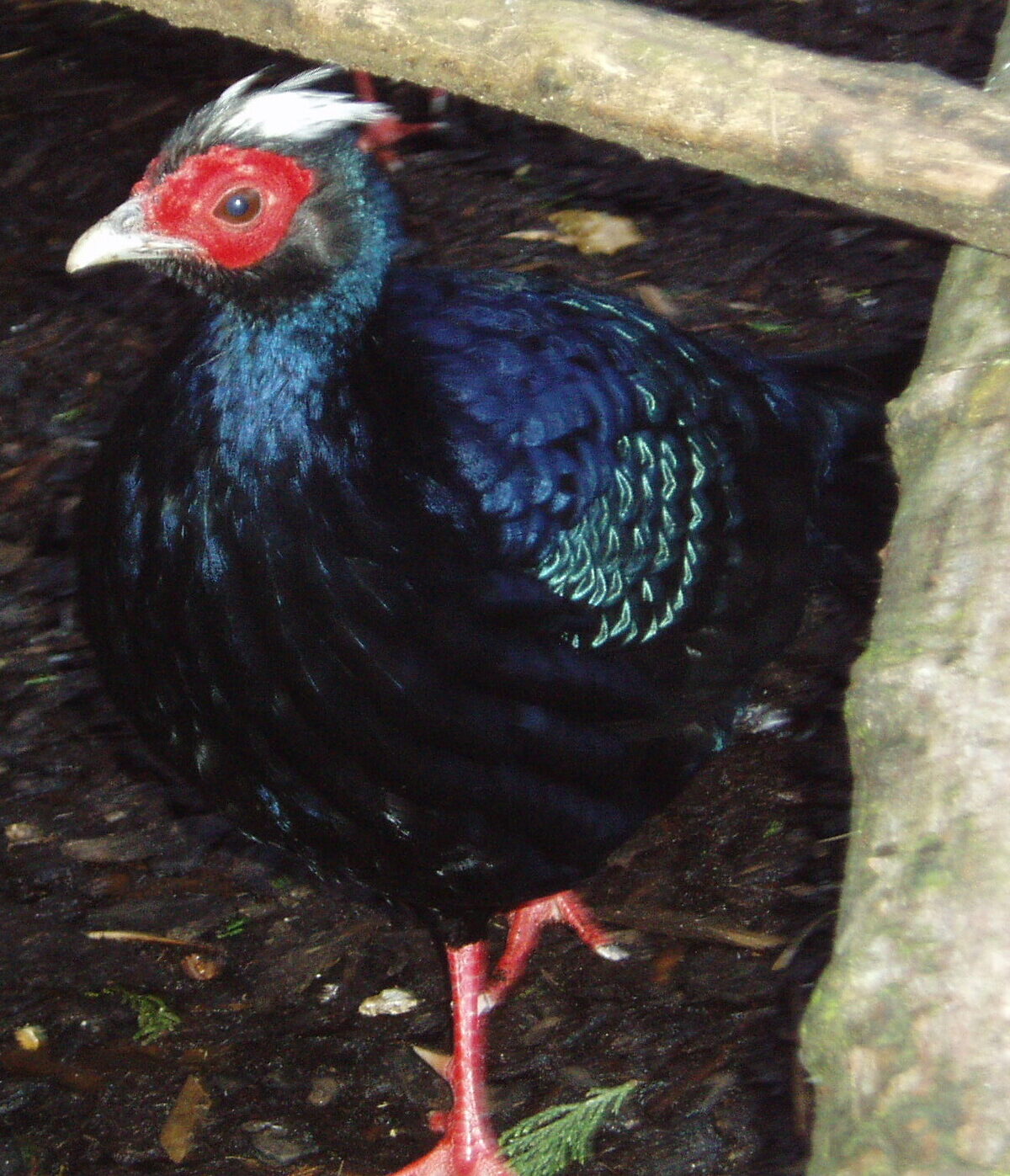 Edwards’s Pheasant