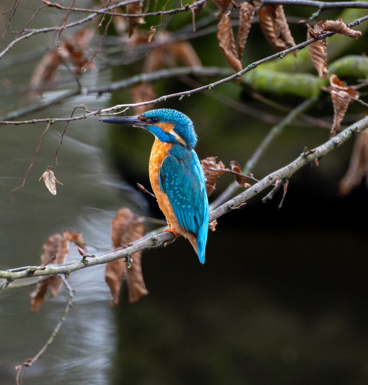 Kingfisher