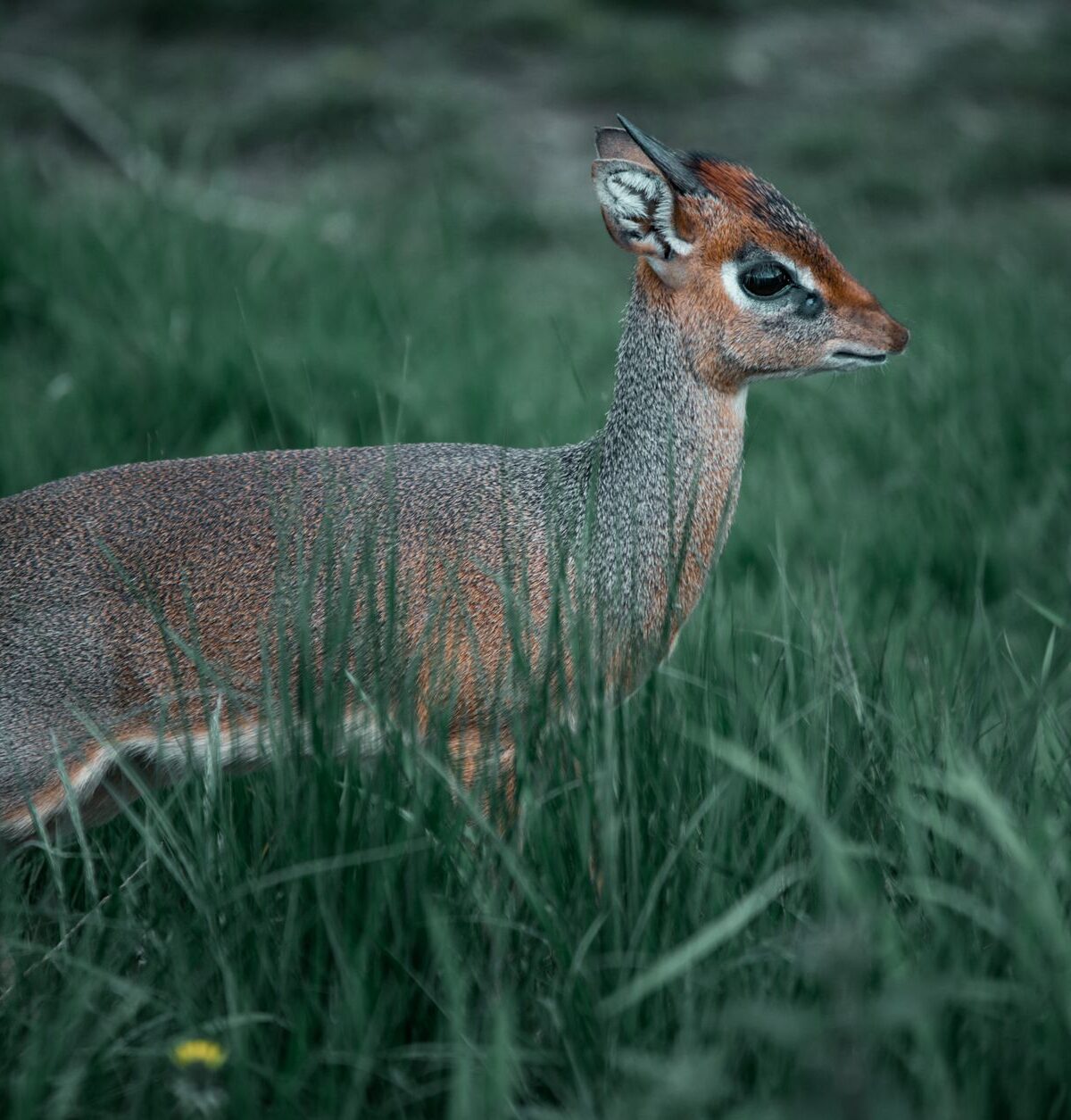 Kirk's Dik-Dik
