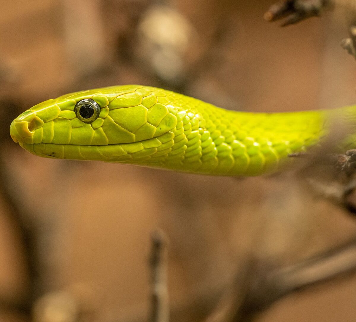 Eastern Green Mamba
