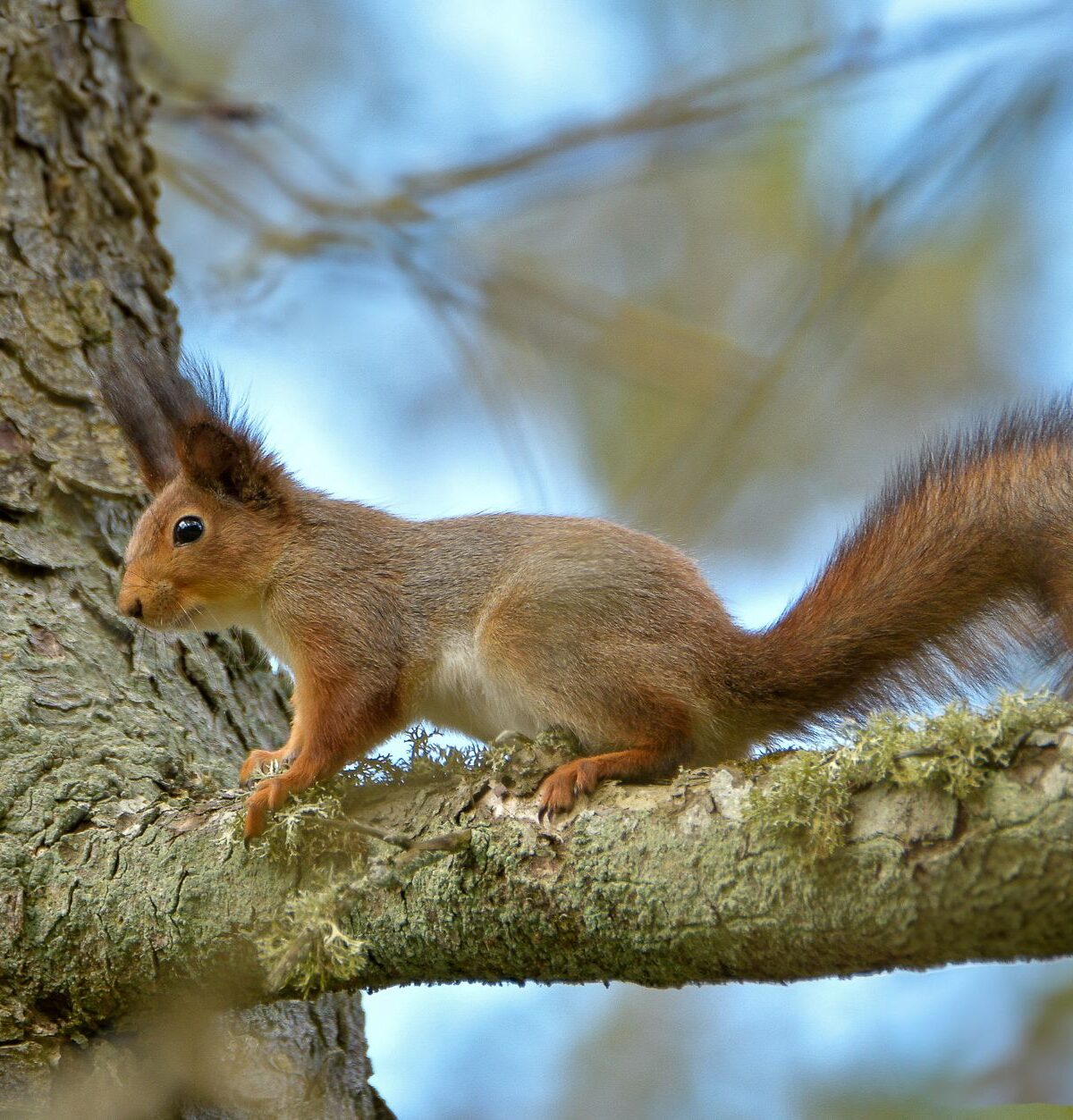Eurasian Red Squirrel