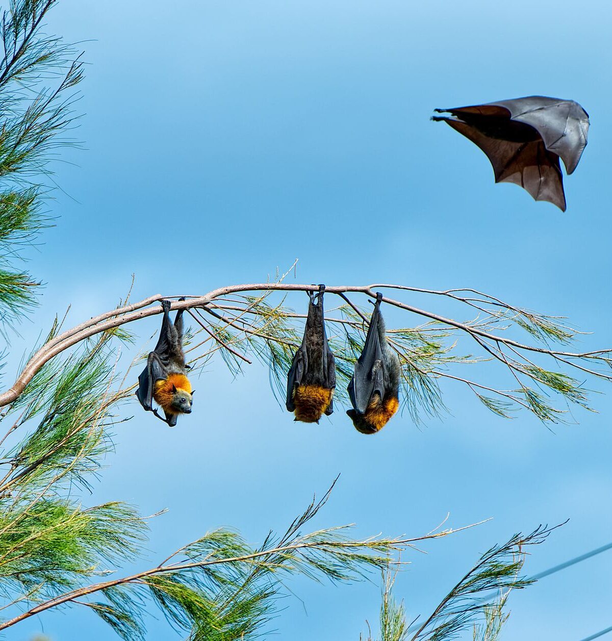 Flying Fox