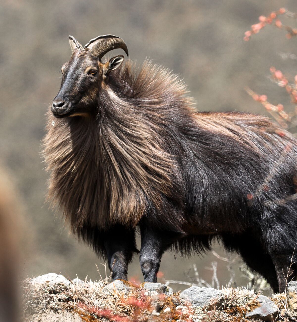 Himalayan Tahr