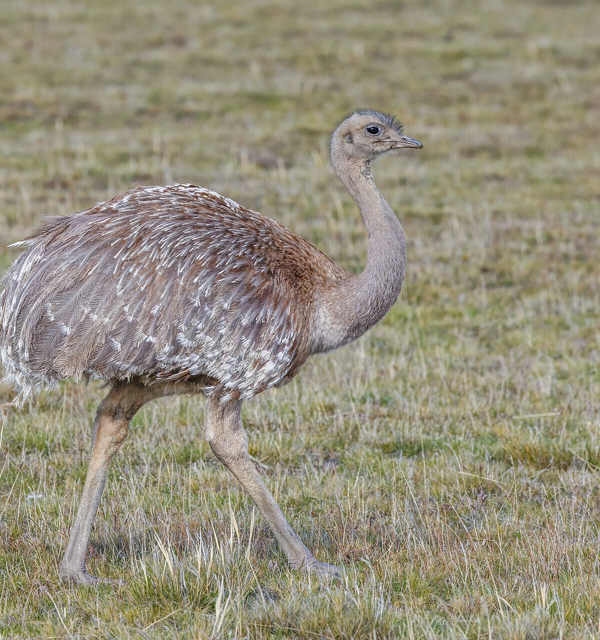 Lesser Rhea