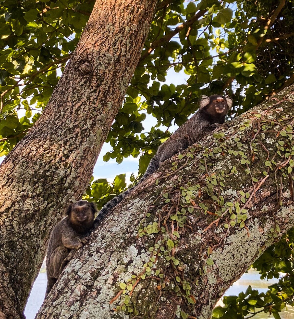 Marmoset