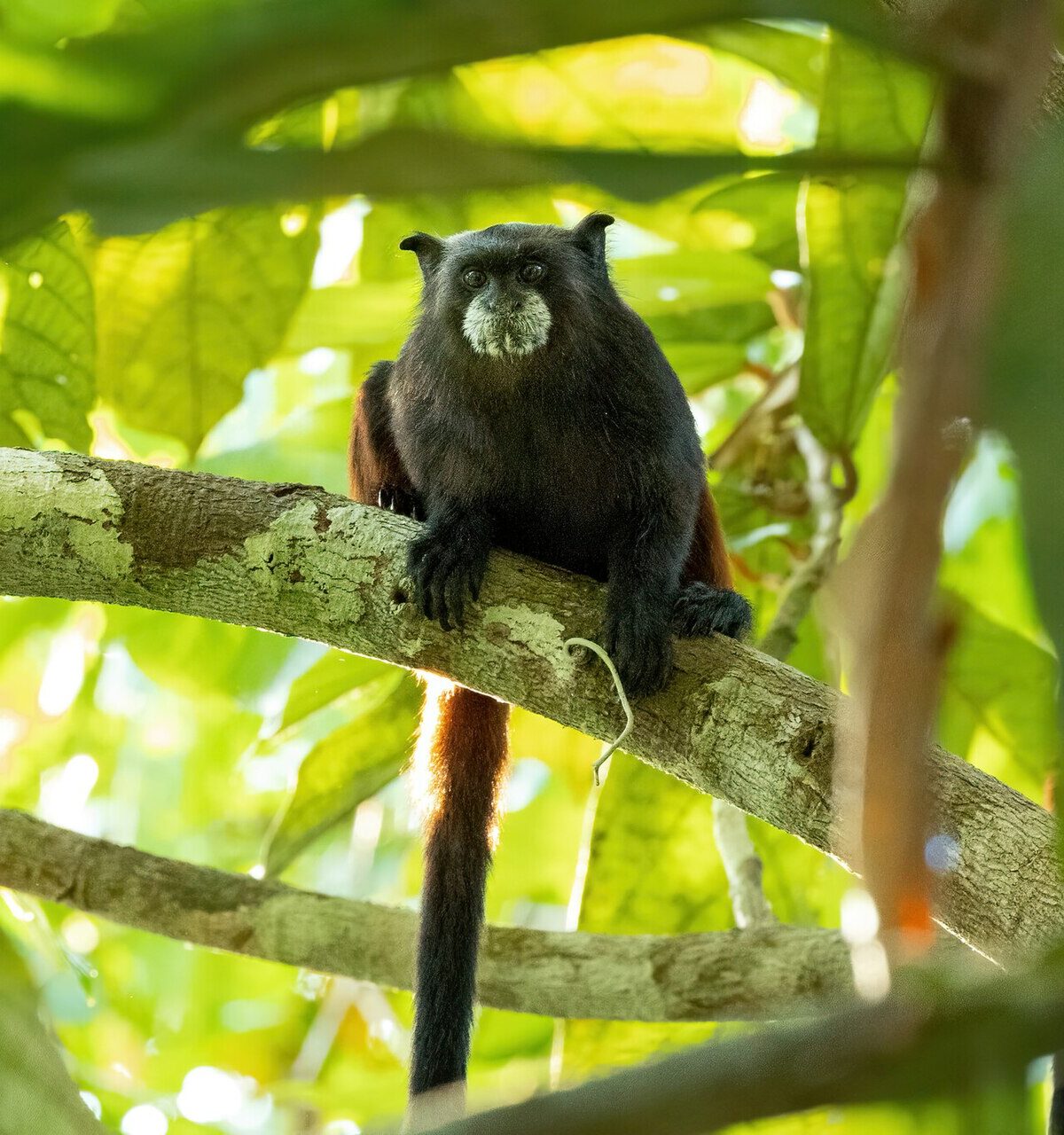 Saddleback Tamarin