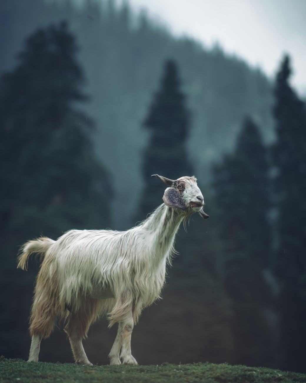 Girgentana Goat