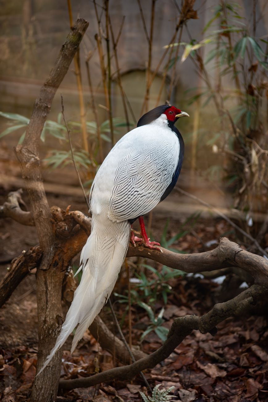 Silver Pheasant
