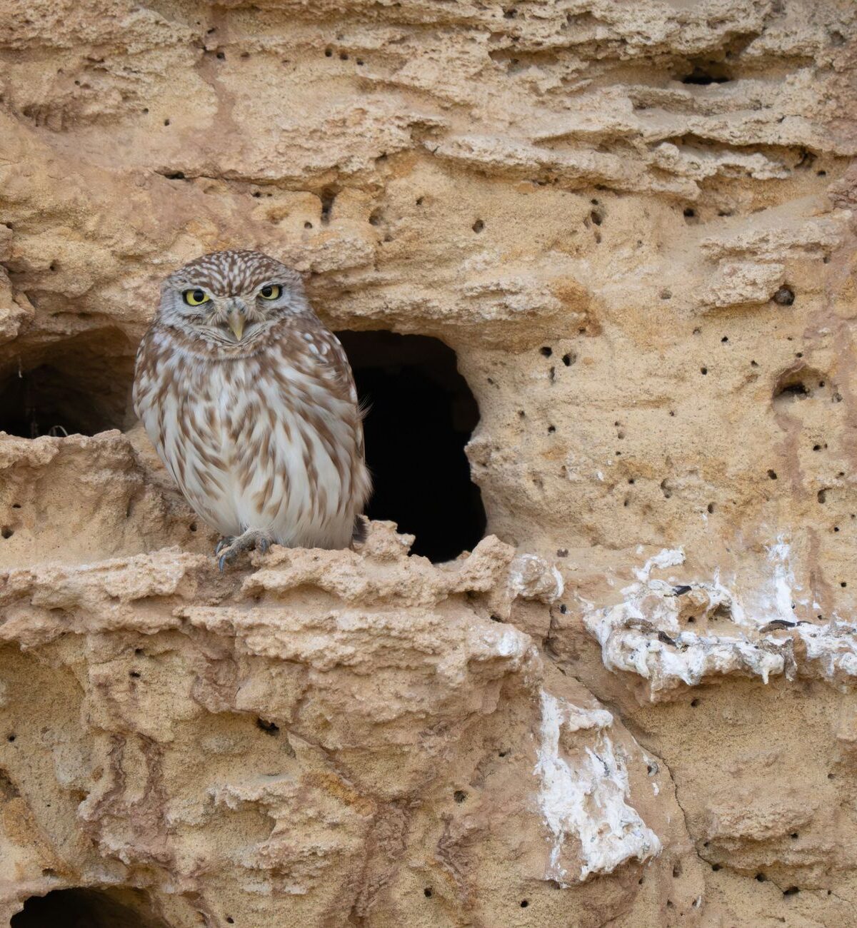 Little Owl