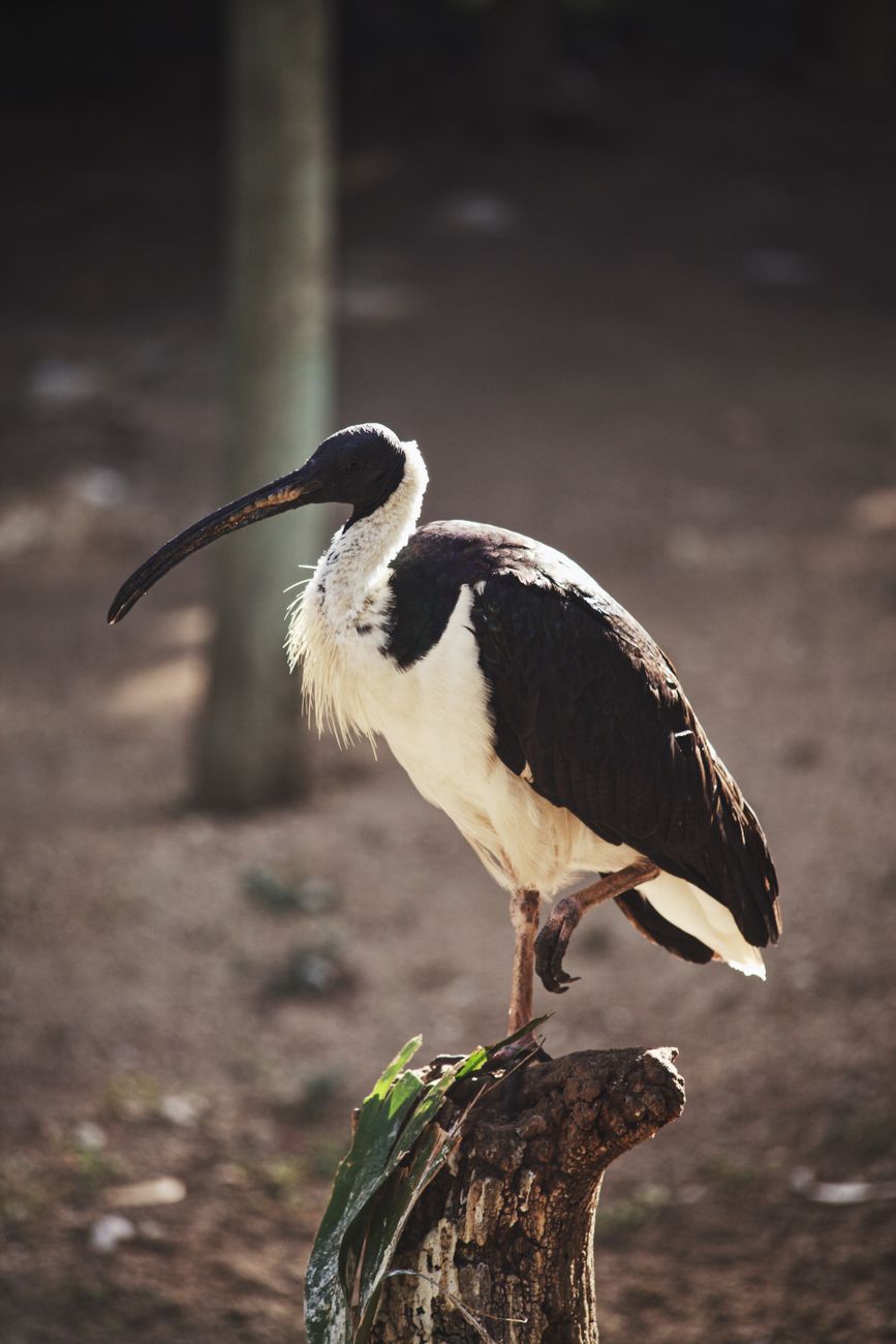 Straw-necked Ibis