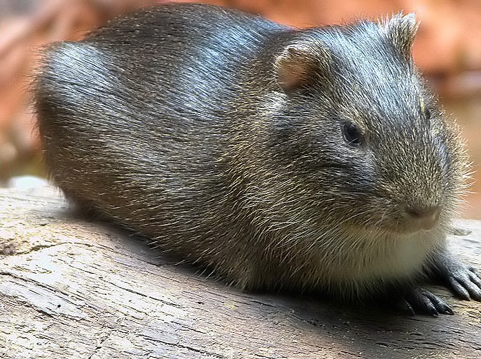 Wild Guinea Pig