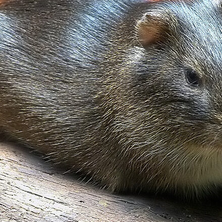 Guinea Pig