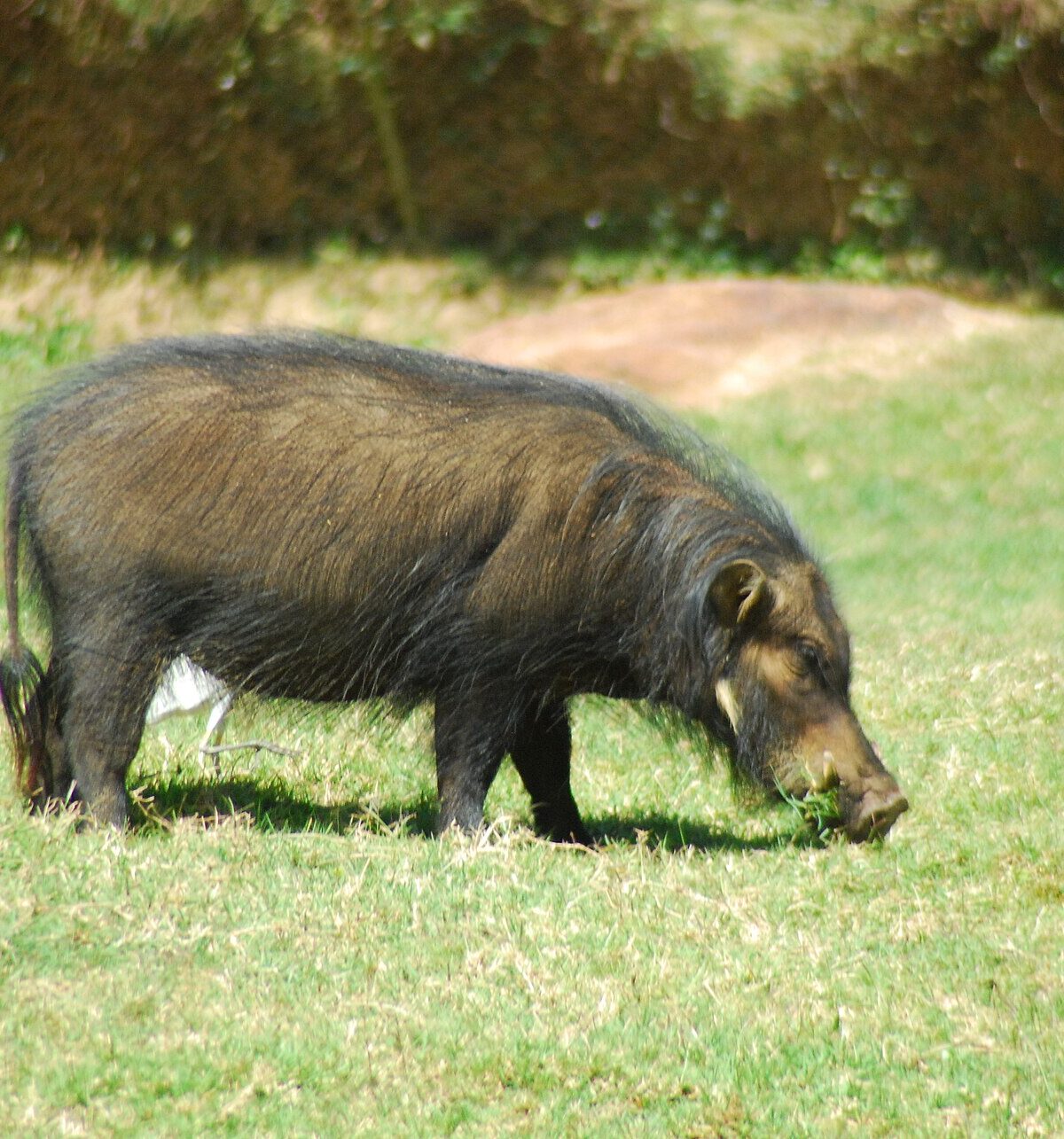 Giant Forest Hog
