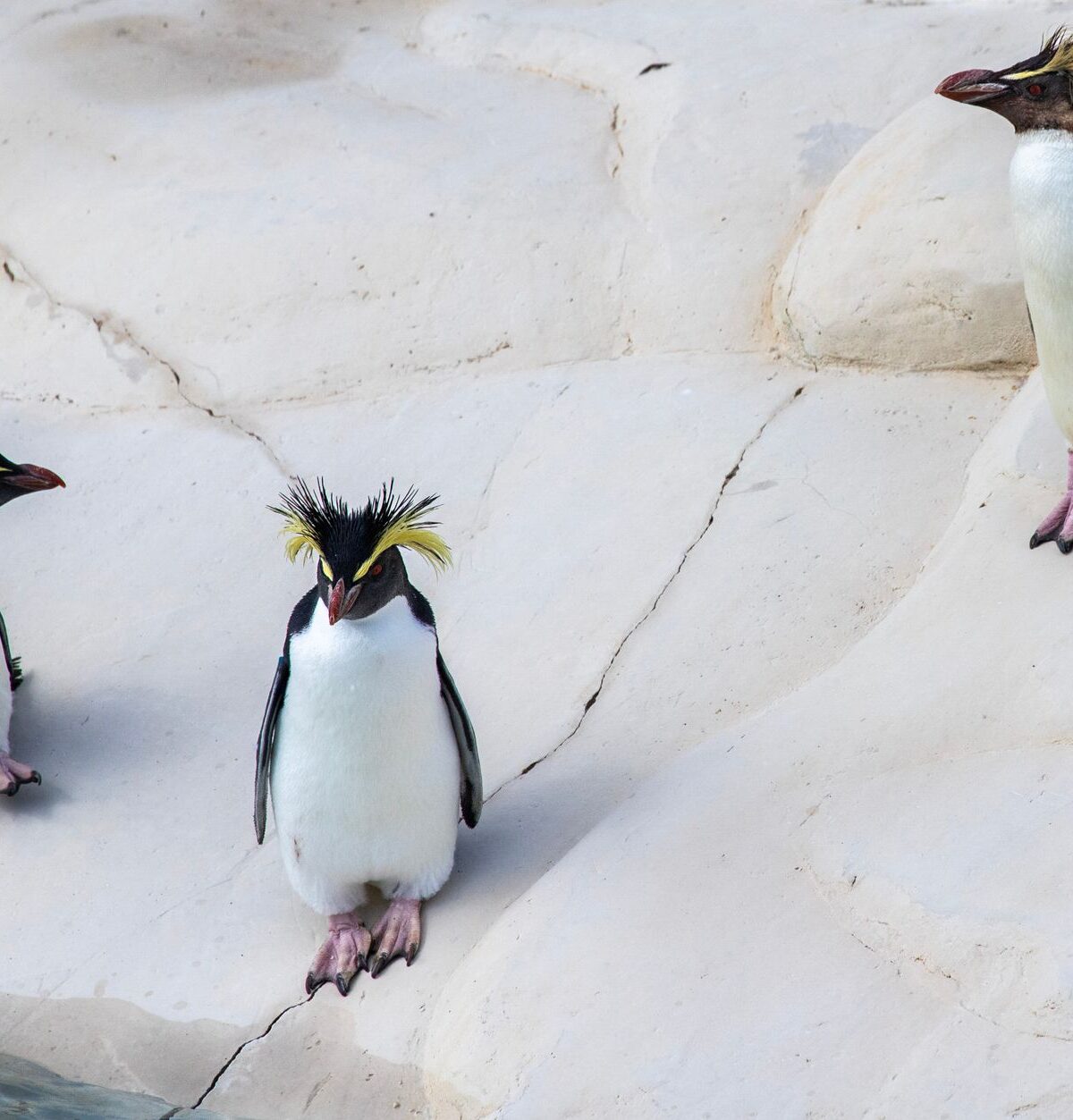 Northern Rockhopper Penguin