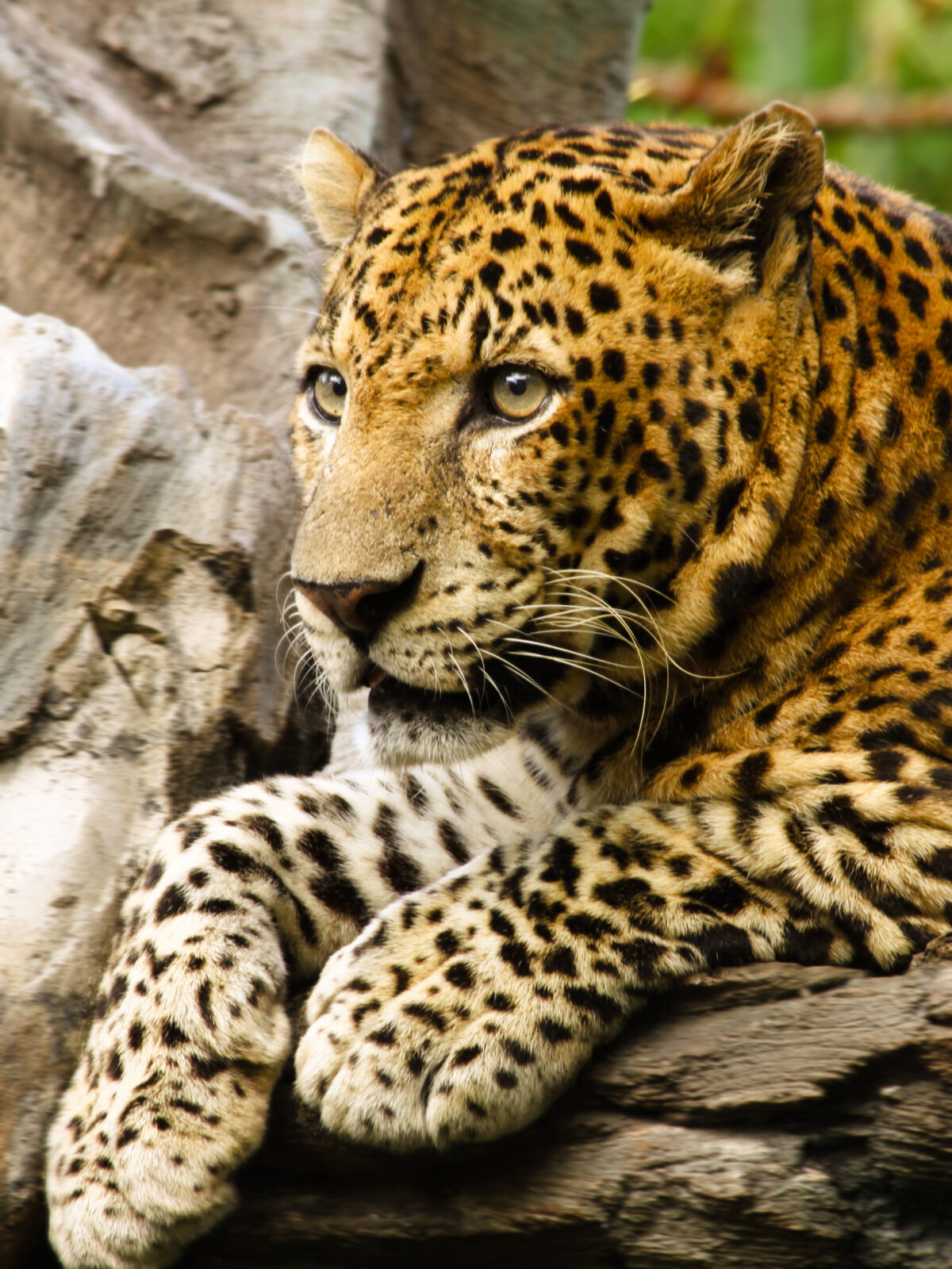 Java Leopard