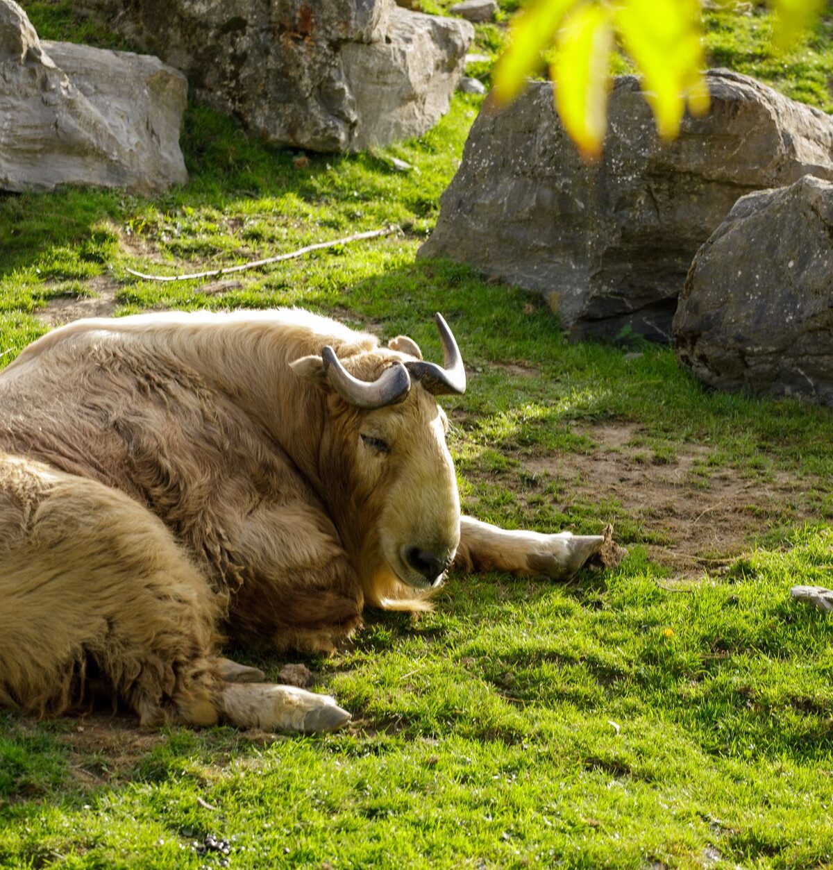 Golden Takin