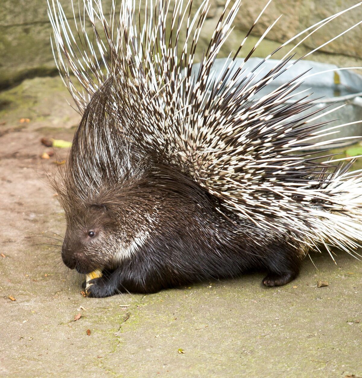 Indian Crested Porcupine