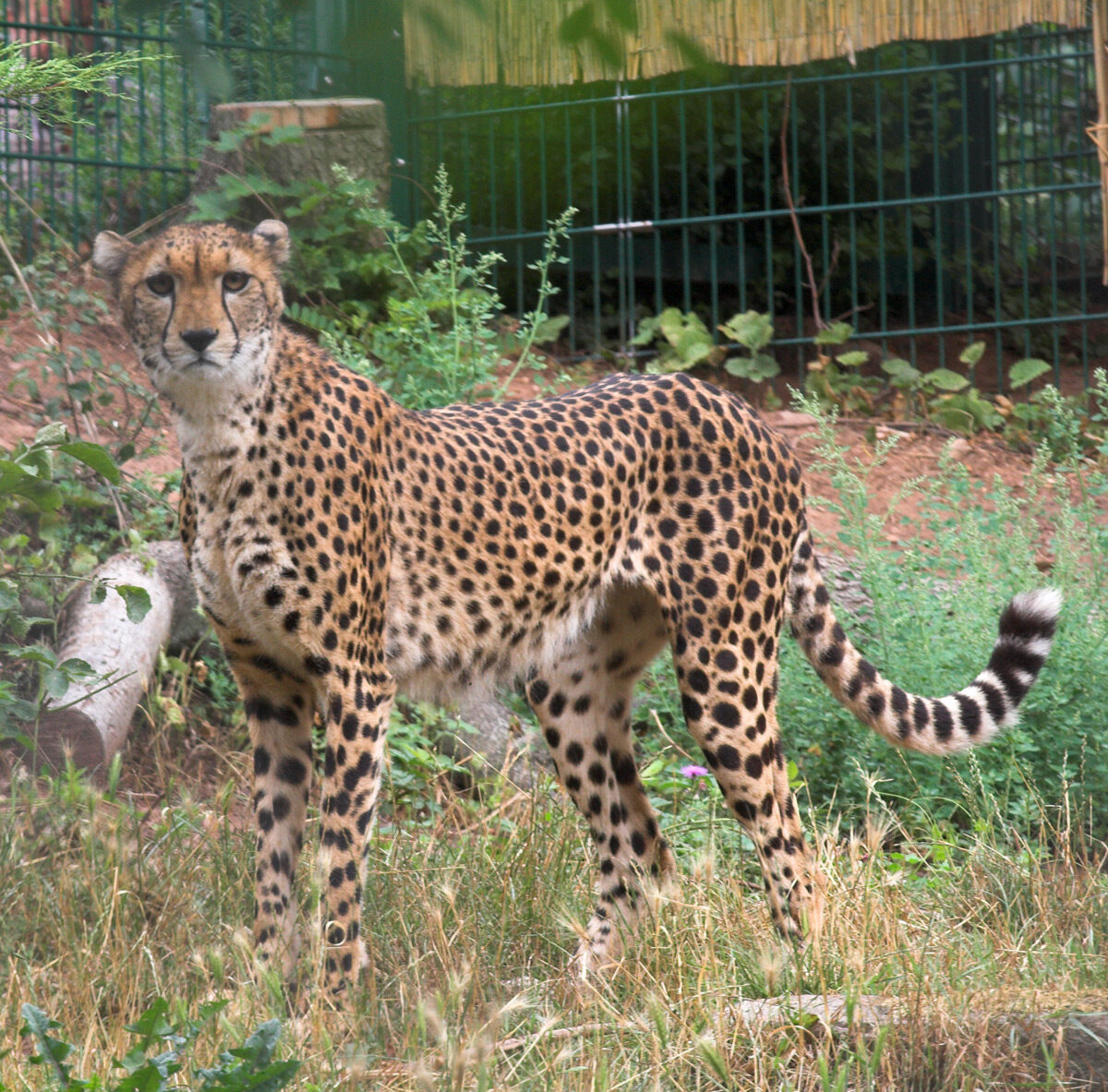 Sudan Cheetah