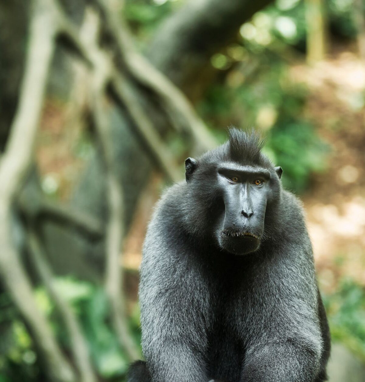 Celebes Crested Macaque